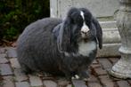 GEZOCHT!! Franse Hangoor Dekram BLAUWOOG!, Dieren en Toebehoren, Konijnen, Mannelijk, Groot, Hangoor, 0 tot 2 jaar