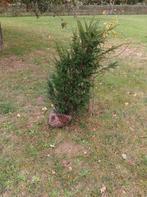 Taxus Baccata, Ophalen of Verzenden, Taxus