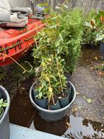 Toscaanse jasmijn kleur wit 2 lengtes 100cm 7,95 -200cm17,95, Ophalen, Volle zon, Vaste plant, Klimplanten