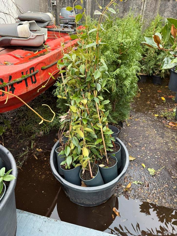 Toscaanse jasmijn kleur wit 2 lengtes 100cm 7,95 -200cm17,95, Tuin en Terras, Planten | Tuinplanten, Vaste plant, Klimplanten