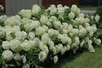 Hydrangea arb. Annabelle, Vaste plant, Halfschaduw, Zomer, Ophalen