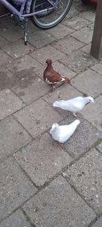 Duiven, Dieren en Toebehoren, Meerdere dieren