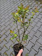 **ACTIE** ilex heckenfee, hulst planten, haagplanten, Ophalen of Verzenden, Minder dan 100 cm