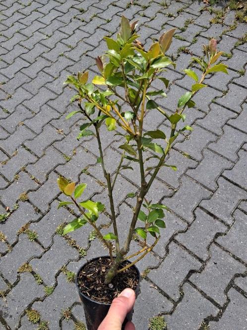 **ACTIE** ilex heckenfee, hulst planten, haagplanten, Tuin en Terras, Planten | Struiken en Hagen, Minder dan 100 cm, Ophalen of Verzenden