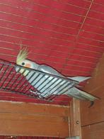 Valkparkieten, Dieren en Toebehoren, Vogels | Parkieten en Papegaaien, Mannelijk, Parkiet