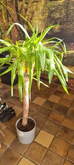 Yucca kamerplant, Ophalen, 100 tot 150 cm, Yucca, Volle zon