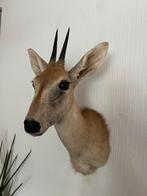 Prachtig Opgezette Dwerg Antilope Duiker Taxidermie, Verzamelen, Dierenverzamelingen, Nieuw, Wild dier, Opgezet dier, Ophalen of Verzenden
