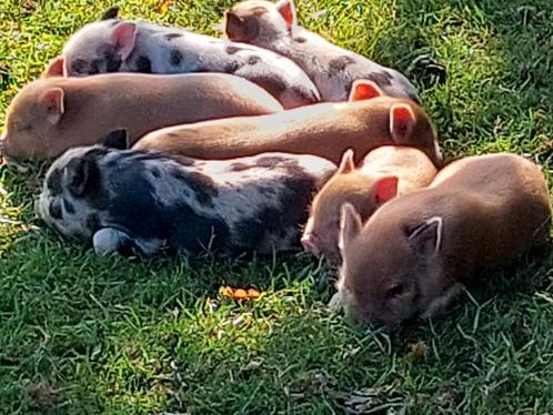 Gottinger varkentjes, Dieren en Toebehoren, Schapen, Geiten en Varkens, Varken, Meerdere dieren