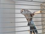 Bourkeparkieten te koop (blauwe selectie), Dieren en Toebehoren, Meerdere dieren, Parkiet, Geringd