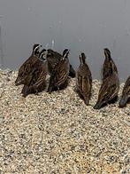 Meerdere mooie koppels virginische boomkwartels, Dieren en Toebehoren, Meerdere dieren