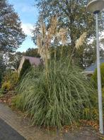 Plant, Ophalen of Verzenden, Volle zon, Overige soorten