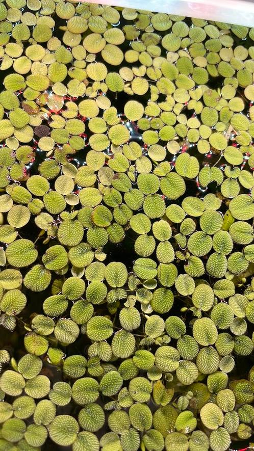 Savina natan’s drijfplantjes voor zoetwater aquarium, Dieren en Toebehoren, Vissen | Aquaria en Toebehoren, Nieuw, Plant(en), Steen of Hout