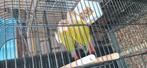 Te koop koppel pyrrhura, s, Dieren en Toebehoren, Vogels | Parkieten en Papegaaien, Meerdere dieren, Parkiet