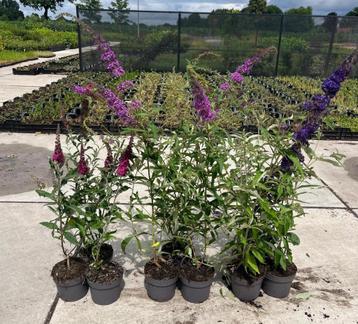 Hoge vlinderstruiken beschikbaar voor biedingen