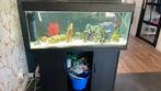 complete aquarium met chiclid vissen, filters en accessories, Dieren en Toebehoren, Ophalen, Zo goed als nieuw, Gevuld zoetwateraquarium