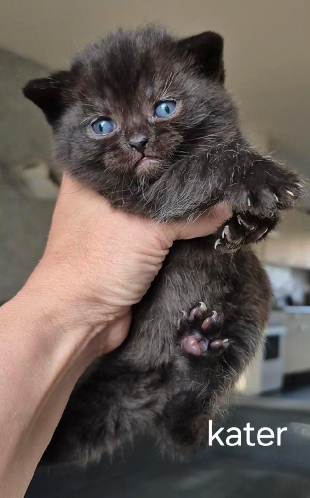 Brits/Britse korthaar kitten, Dieren en Toebehoren, Katten en Kittens | Raskatten | Korthaar, Meerdere dieren, Ontwormd, Ingeënt