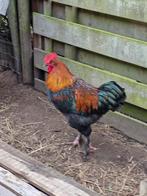 Mooie jonge Marans haan, Dieren en Toebehoren, Pluimvee, Mannelijk, Kip