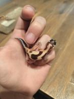 jonge/baby luipaardgekko, Dieren en Toebehoren, Reptielen en Amfibieën, Hagedis, Tam, 0 tot 2 jaar