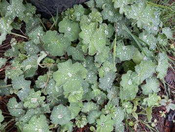 1,5 vierkante meter Vrouwenmantel bodembedekker beschikbaar voor biedingen