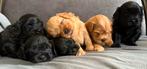 Lieve maltipoo puppy’s, Dieren en Toebehoren, Rabiës (hondsdolheid), Overige rassen, 8 tot 15 weken, Meerdere