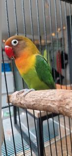 Tamme agaponis, Dieren en Toebehoren, Vogels | Parkieten en Papegaaien, Meerdere dieren, Parkiet