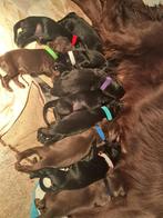 Prachtige Flatcoated Retriever Puppy's, Dieren en Toebehoren, Rabiës (hondsdolheid), Meerdere, 8 tot 15 weken, Meerdere dieren