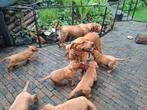 Labrador Foxred ter dekking aangeboden stamboom NHSB (FSI), Dieren en Toebehoren, Reu, Labrador retriever, 3 tot 5 jaar, Nederland