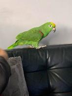 Geelvoorhoofd roodschouder  amazone papegaai, Mannelijk, Papegaai, Pratend