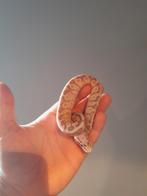 1.0 Pastel Banana DH Clown Pied poss g stripe, Dieren en Toebehoren, Reptielen en Amfibieën, Slang, 0 tot 2 jaar