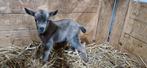 Schattig flessebokje. Dwerggeit, Dieren en Toebehoren, Schapen, Geiten en Varkens, Mannelijk, Geit, 0 tot 2 jaar