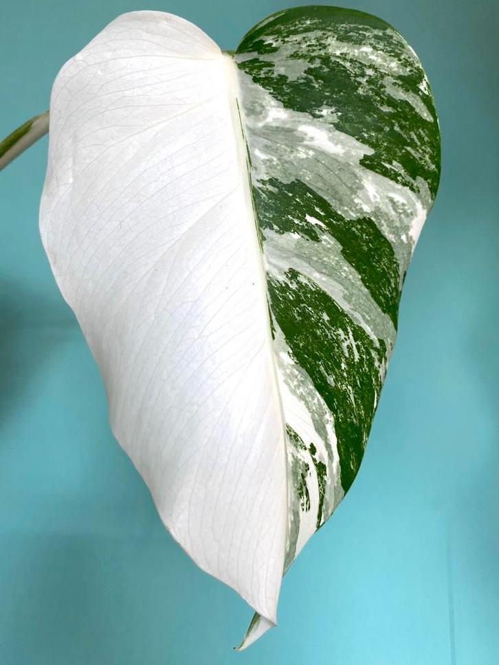 Topkwaliteit Half Moon witte Monstera Albo Variegata stek, Huis en Inrichting, Kamerplanten, Overige soorten, Minder dan 100 cm