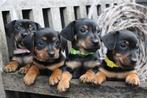 Jack Russel puppy's Black en Tan, Dieren en Toebehoren, Honden | Jack Russells en Terriërs, Particulier, Meerdere, 8 tot 15 weken