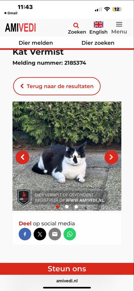 mijn verloren kat, Dieren en Toebehoren, Vermiste en Gevonden Dieren