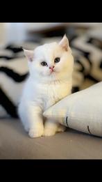 British kortehaar kitten (ouderstamboom), Dieren en Toebehoren, Katten en Kittens | Raskatten | Langhaar, Meerdere dieren, Ingeënt