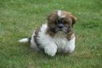 Shih-tzu pups, Rabiës (hondsdolheid), 15 weken tot 1 jaar, Overige rassen, Buitenland