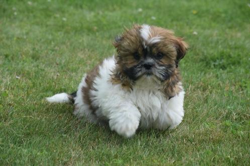 Shih-tzu pups, Dieren en Toebehoren, Honden | Chihuahua's en Gezelschapshonden, Meerdere dieren, Overige rassen, Fokker | Professioneel