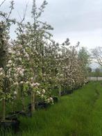 Boomgaard appelbomen Elstar, Zari en Pinova, Tuin en Terras, Planten | Bomen, In pot, Lente, Overige soorten, Volle zon