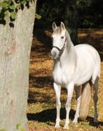 PRE merrie, Belleza bailando, Dieren en Toebehoren, Merrie, Met stamboom, B, 7 tot 10 jaar