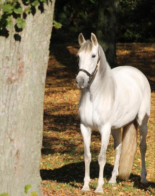 PRE merrie, Belleza bailando, Dieren en Toebehoren, Paarden, Merrie, B, 160 tot 165 cm, 7 tot 10 jaar, Recreatiepaard, Met stamboom