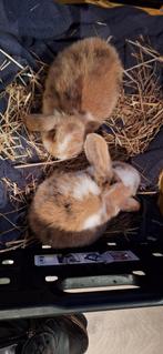 Hangoor konijnen, Dieren en Toebehoren, Konijnen, Meerdere dieren, Hangoor