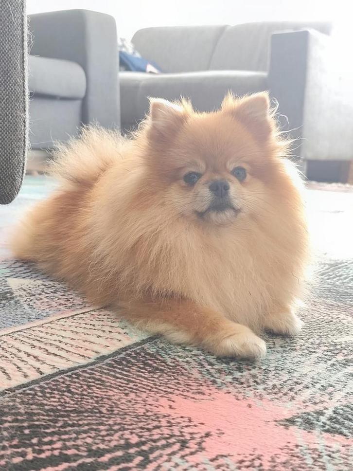 Pomeriaan, Dieren en Toebehoren, Honden | Chihuahua's en Gezelschapshonden, Reu, Overige rassen, Particulier, Eén hond, Nederland
