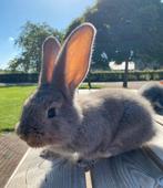 Mooie vlaamse reuzen, Dieren en Toebehoren, Konijnen, Meerdere dieren, Groot