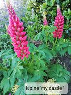 Lupine Hertshooi Sedum Maagdenpalm vinca, Zomer, Ophalen