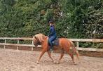 Stoere E pony ruin met veel uitstraling..!, E pony (1.48m - 1.57m), Ruin, Zadelmak, 3 tot 6 jaar
