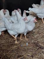 Jonge legkippen, Dieren en Toebehoren, Pluimvee, Vrouwelijk, Kip