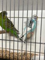 Blackface man., Meerdere dieren, Parkiet