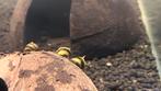 Clithon yellow horn snail, Dieren en Toebehoren, Vissen | Aquariumvissen, Slak of Weekdier