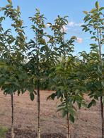 Juglans Regia notenboom 3-jarig, Ophalen, Overige soorten, 250 tot 400 cm
