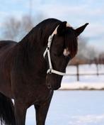Bijrijder gezocht, Dieren en Toebehoren, Paarden en Pony's | Overige Paardenspullen, Ophalen