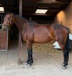 4 jarige Glamourdale merrie, zadelmak, Merrie, Gechipt, Dressuurpaard, Zadelmak